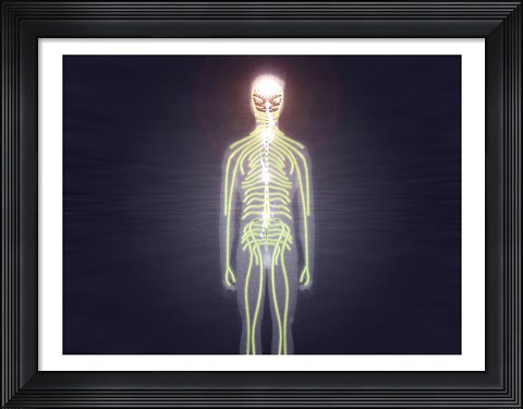 Framed Central nervous system of the human body Print