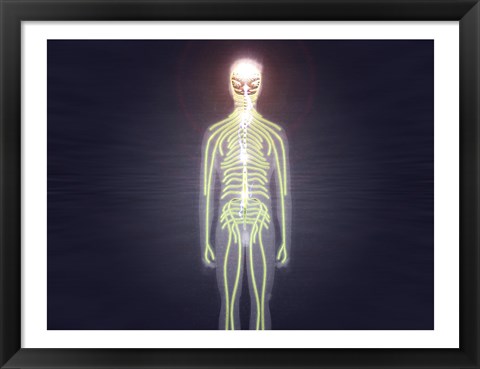 Framed Central nervous system of the human body Print