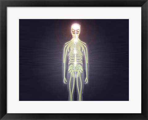 Framed Central nervous system of the human body Print