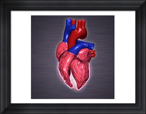 Framed Close-up of a human heart Print