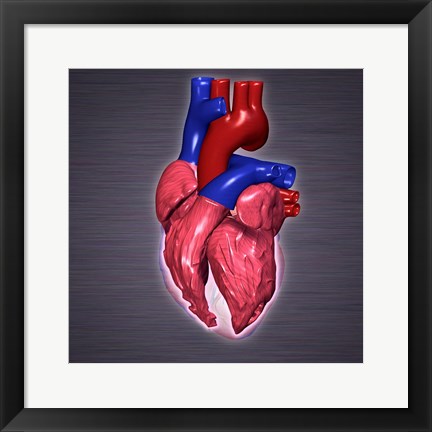 Framed Close-up of a human heart Print