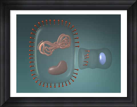 Framed Close-up of antigens produced in the human cell Print