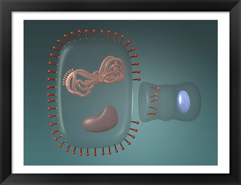 Framed Close-up of antigens produced in the human cell Print