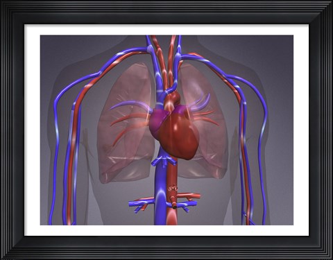 Framed Close-up of the circulatory system Print