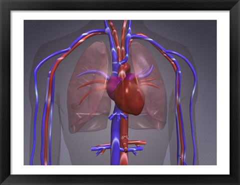 Framed Close-up of the circulatory system Print