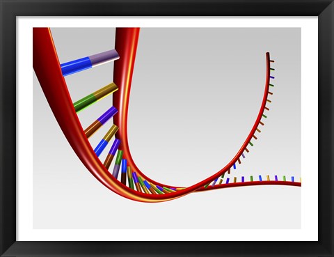 Framed Close-up of a human DNA structure Print