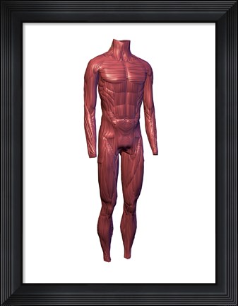 Framed Close-up of human muscles Print