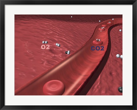 Framed Close-up of the atoms of oxygen and carbon dioxide in human blood platelets Print