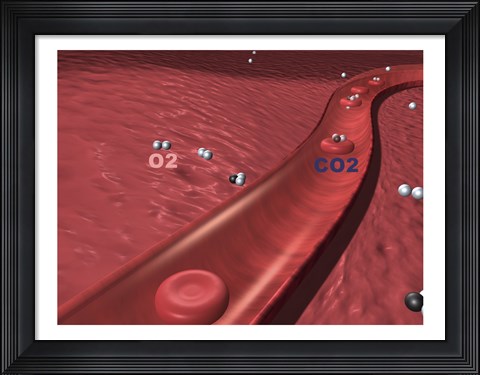 Framed Close-up of the atoms of oxygen and carbon dioxide in human blood platelets Print