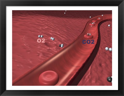 Framed Close-up of the atoms of oxygen and carbon dioxide in human blood platelets Print