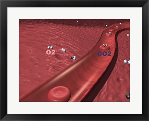 Framed Close-up of the atoms of oxygen and carbon dioxide in human blood platelets Print