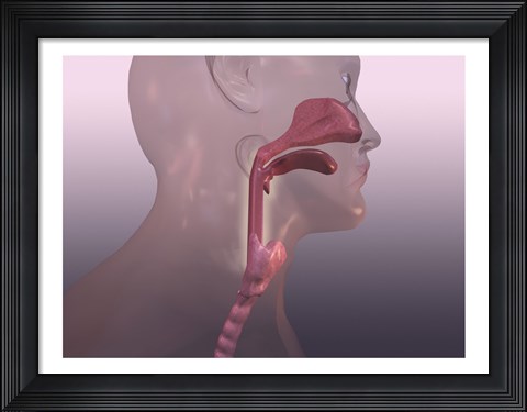 Framed Close-up of a human respiratory system Print