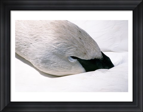 Framed Close-up of Trumpeter Swan (Cygnus buccinator) Print