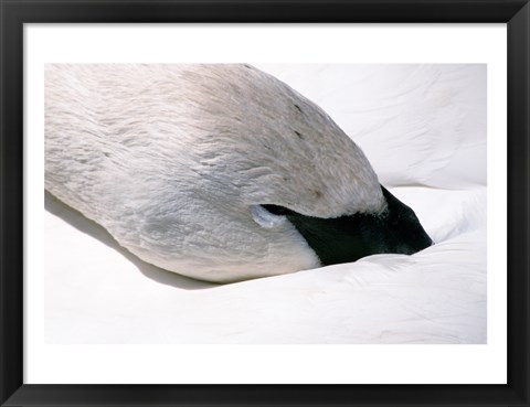 Framed Close-up of Trumpeter Swan (Cygnus buccinator) Print