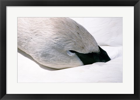 Framed Close-up of Trumpeter Swan (Cygnus buccinator) Print