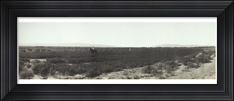 Framed Alfalfa fields, Pre City Las Vegas, Nevada Print