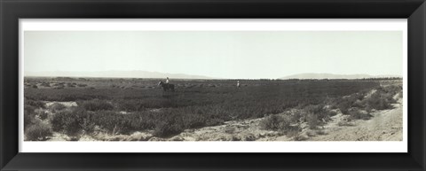 Framed Alfalfa fields, Pre City Las Vegas, Nevada Print