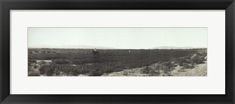 Framed Alfalfa fields, Pre City Las Vegas, Nevada Print