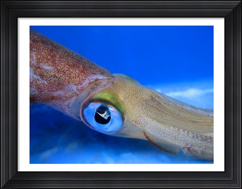 Framed Close-up of a squid underwater Print
