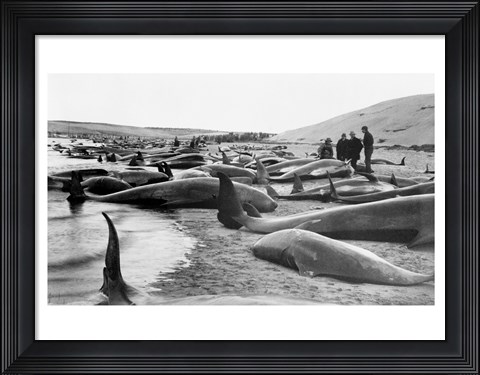 Framed Chase and capture of blackfish cape cod Print