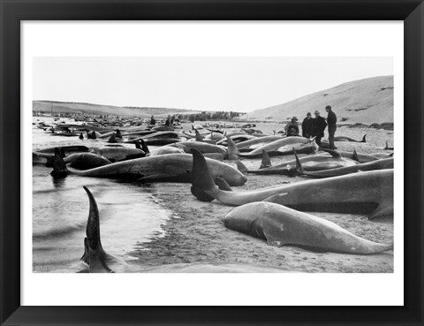 Framed Chase and capture of blackfish cape cod Print