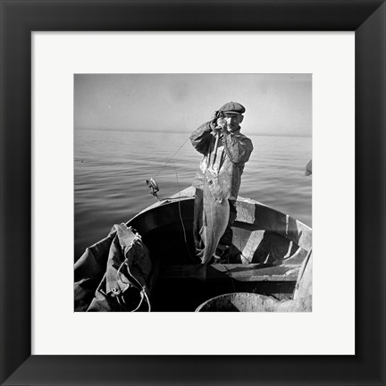 Framed Hauling in a cod aboard a Portuguese fishing dory off Cape Cod, Massachusetts Print