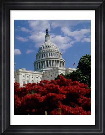 Framed Flowering plants in front of the Capitol Building, Washington, D.C., USA Print