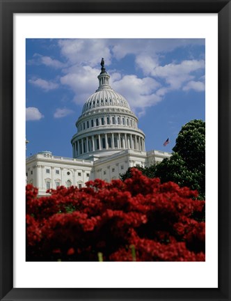 Framed Flowering plants in front of the Capitol Building, Washington, D.C., USA Print