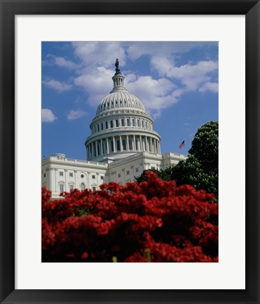 Framed Flowering plants in front of the Capitol Building, Washington, D.C., USA Print