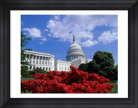 Framed Flowering plants in front of the Capitol Building, Washington, D.C., USA Print