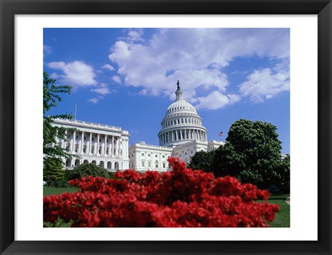 Framed Flowering plants in front of the Capitol Building, Washington, D.C., USA Print