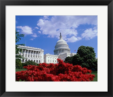 Framed Flowering plants in front of the Capitol Building, Washington, D.C., USA Print