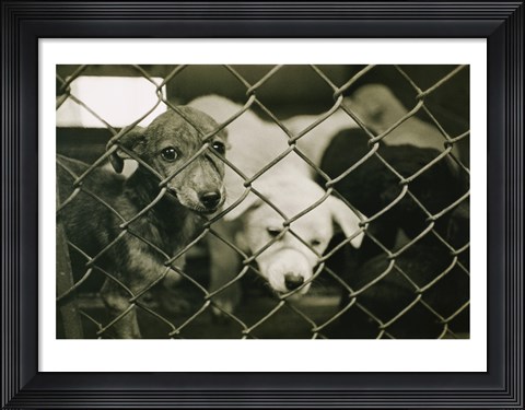 Framed Strays Print