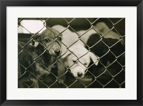 Framed Strays Print