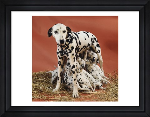 Framed Dalmatians Print