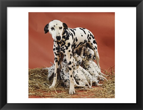 Framed Dalmatians Print