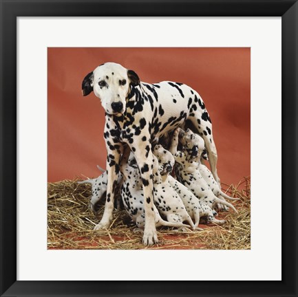 Framed Dalmatians Print