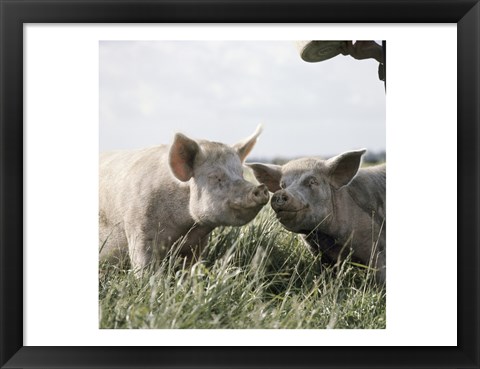 Framed Happy Pigs Print