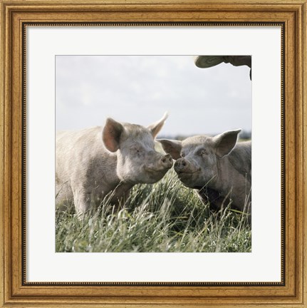 Framed Happy Pigs Print