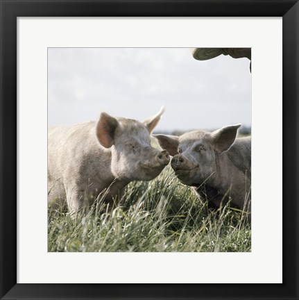 Framed Happy Pigs Print