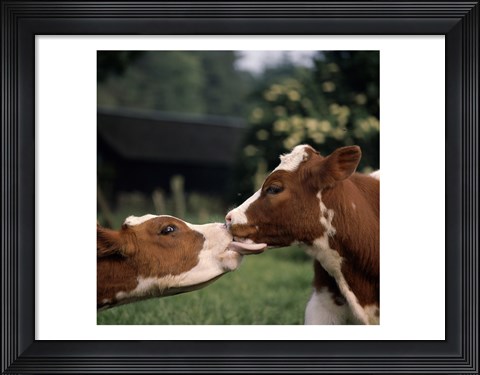 Framed Cow Kiss Print
