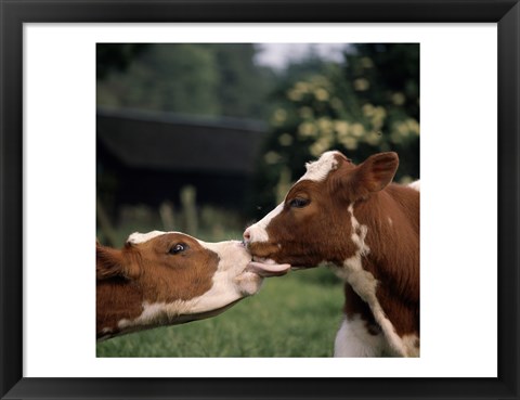 Framed Cow Kiss Print