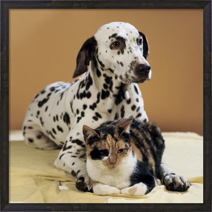 Framed Dalmatian and Cat Print