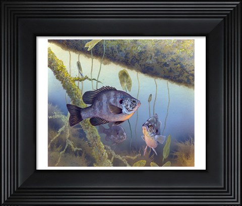 Framed Redear Sunfish Print