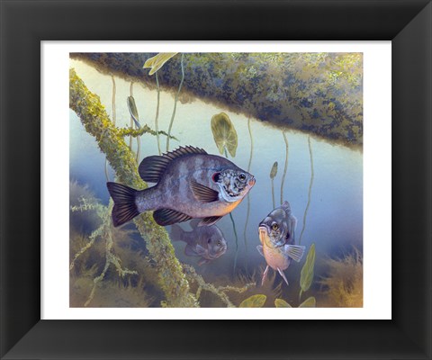 Framed Redear Sunfish Print