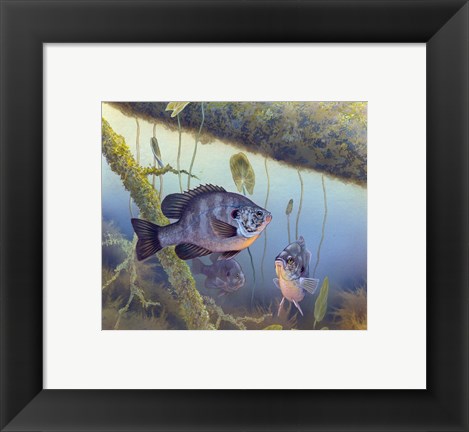 Framed Redear Sunfish Print