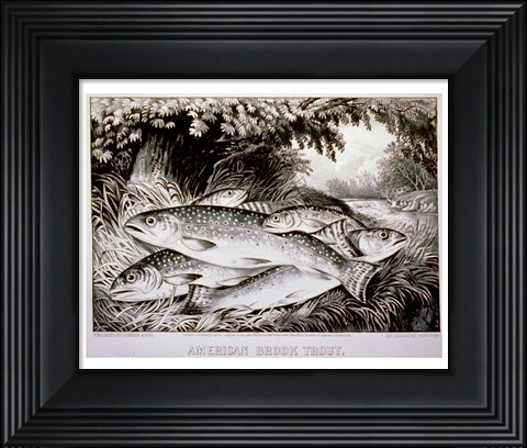 Framed American Brook Trout Print