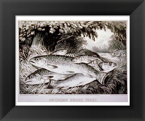 Framed American Brook Trout Print