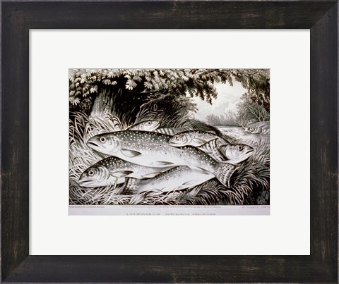 Framed American Brook Trout Print