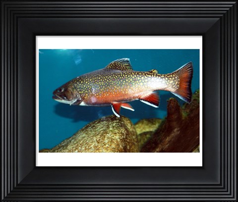 Framed Brook trout Print
